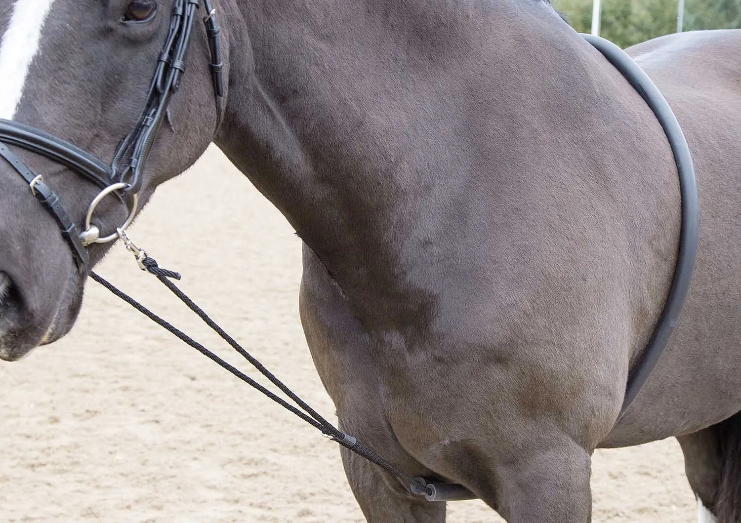 Shires Soft Lunge Aid